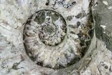 Huge, Tractor Ammonite (Douvilleiceras) Fossil - Madagascar #107692-2